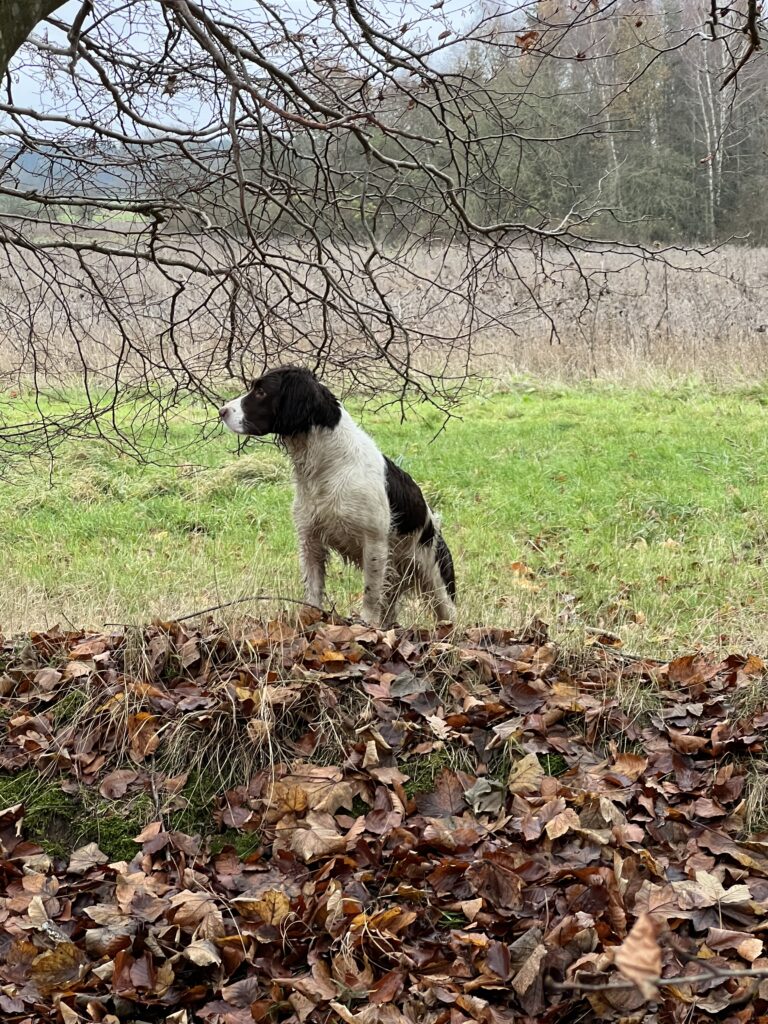 Jagthunden Molly. Springer Spaniel fra 2020