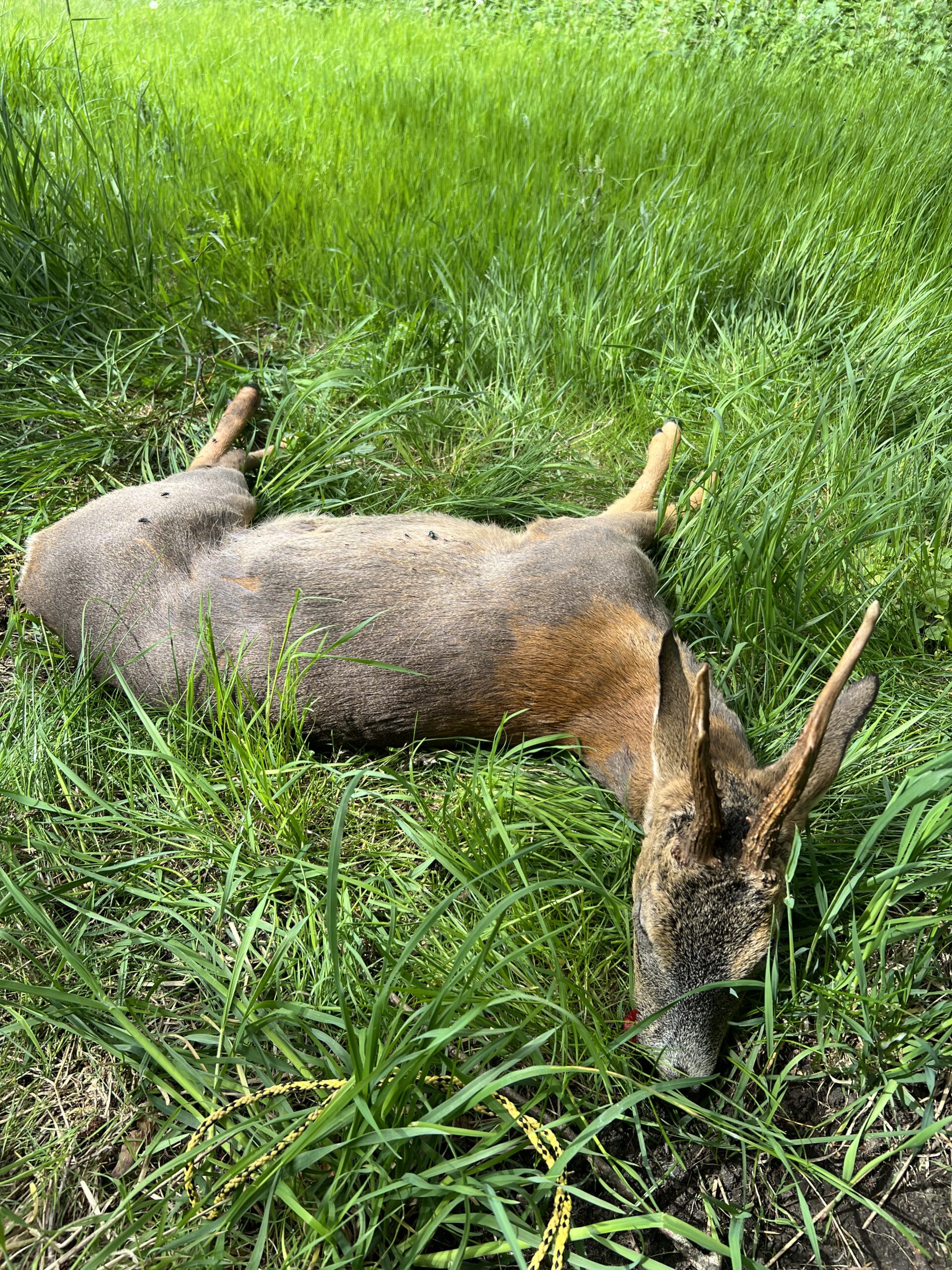 Bukkejagt d. 22. maj 2026. Første buk på reviret i år