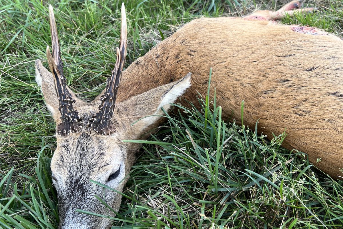 Buk nedlagt under bukkejagt på Midtsjælland i juli